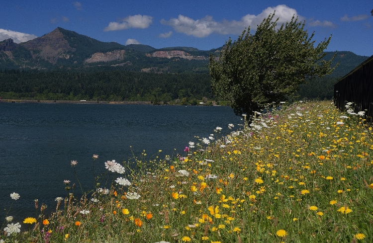 flowers and river